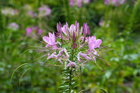 Cleome Blumensamen zur Aussaat ideal Rabatten Traditionssorte & ohne Gentechnik Samen Hausgarten