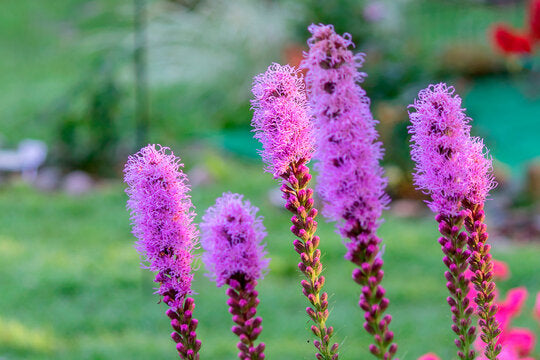 Lila Liatris Spicata Blumensamen zur Aussaat – pflegeleicht – Traditionssorte & ohne Gentechnik Samen Hausgarten