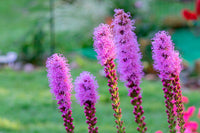 Lila Liatris Spicata Blumensamen zur Aussaat – pflegeleicht – Traditionssorte & ohne Gentechnik Samen Hausgarten
