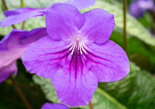 Streptocarpus Blumensamen leuchtend Blüten ideal Gardening & Aussaat