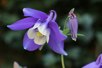Aussaat Akelei Blumensamen: Blau und Weiß Varieties