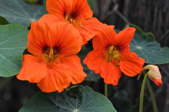 Capuchina Blumensamen zur Aussaat – ideal Rabatten – Traditionssorte & ohne Gentechnik Samen Hausgarten