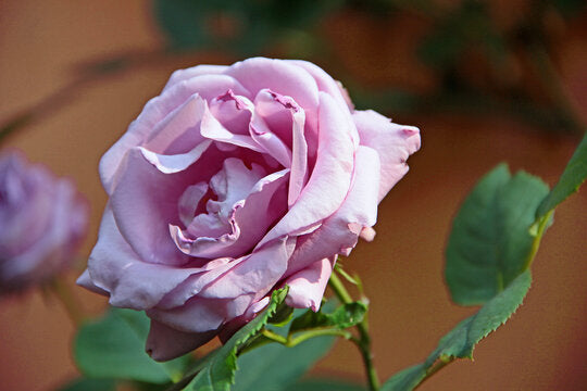 Lila Rose Blumensamen zur Aussaat lang Blüte Saison Traditionssorte & ohne Gentechnik Samen Hausgarten