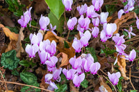 Lila Alpenveilchen Blumensamen zur Aussaat – lang Blüte Saison – Traditionssorte & ohne Gentechnik Samen Hausgarten