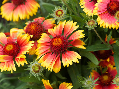 Gelb Rot Aristata Blumensamen Garten Aussaat leuchtend Blüten