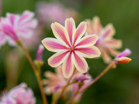 Rosa Lewisia Blumensamen zur Aussaat Schnitt Blume beliebt Traditionssorte & ohne Gentechnik Samen Hausgarten