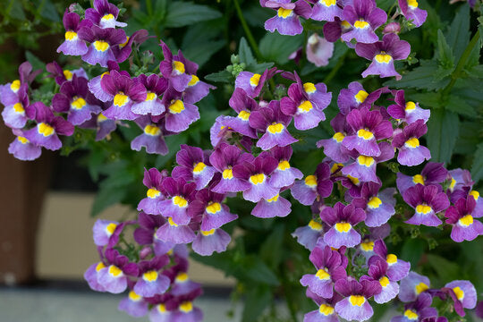 Lila Nemesia Strumosa Blumensamen zur Aussaat hochwertige Qualitäts- Traditionssorte & ohne Gentechnik Samen Hausgarten