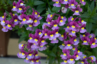 Lila Nemesia Strumosa Blumensamen zur Aussaat hochwertige Qualitäts- Traditionssorte & ohne Gentechnik Samen Hausgarten