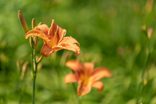 Taglilie hemerocallis spp for anpflanzung in blume bed