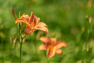 Taglilie hemerocallis spp for anpflanzung in blume bed