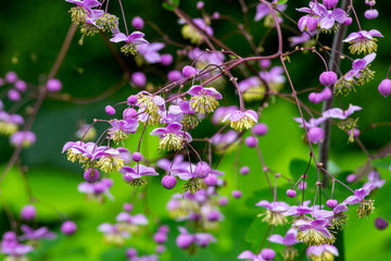 MeadowRue Blumensamen zur Aussaat kompakt Wuchs Traditionssorte & ohne Gentechnik Samen Hausgarten