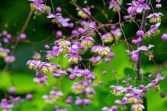 MeadowRue Blumensamen zur Aussaat kompakt Wuchs Traditionssorte & ohne Gentechnik Samen Hausgarten