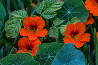 Capuchina Blumensamen zur Aussaat – ideal Rabatten – Traditionssorte & ohne Gentechnik Samen Hausgarten