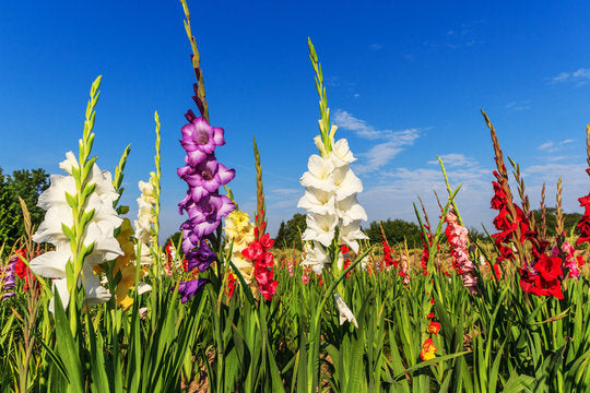 Gemischt Gladiole Blumensamen zur Aussaat – sonnenliebend – Traditionssorte & ohne Gentechnik Samen Hausgarten