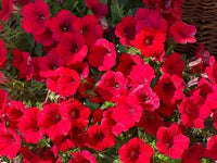 gefüllt Madness Petunie Rot Blume Samen zur Aussaat – leuchtend einjährig Samen Sommer Blüten