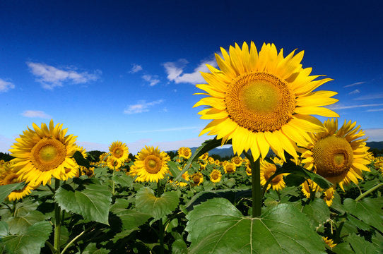Skyscraper Sonnenblume Samen zur Aussaat saisonal Dauerblüher Traditionssorte & ohne Gentechnik Samen Hausgarten