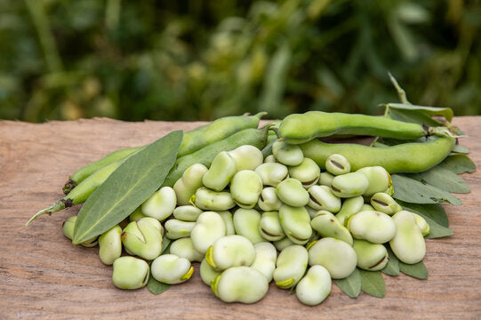 Weiß Marrow Bean Samen zum Pflanzen - High-Quality Gemüsesamen