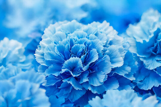 Nelke Caryophyllus Samen – dunkel Blau Blumensamen zur Aussaat