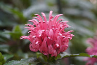 Rot Flamingoblume Blumensamen zur Aussaat – leuchtend – Traditionssorte & ohne Gentechnik Samen Hausgarten