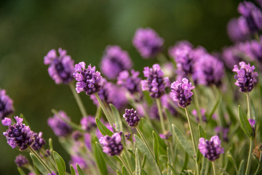 Lila Lavendel Blumensamen zur Aussaat Drought verträglich Traditionssorte & ohne Gentechnik Samen Hausgarten
