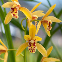 Traditionssorte Cymbidium Blumensamen zur Aussaat Drought verträglich Traditionssorte & ohne Gentechnik Samen Hausgarten