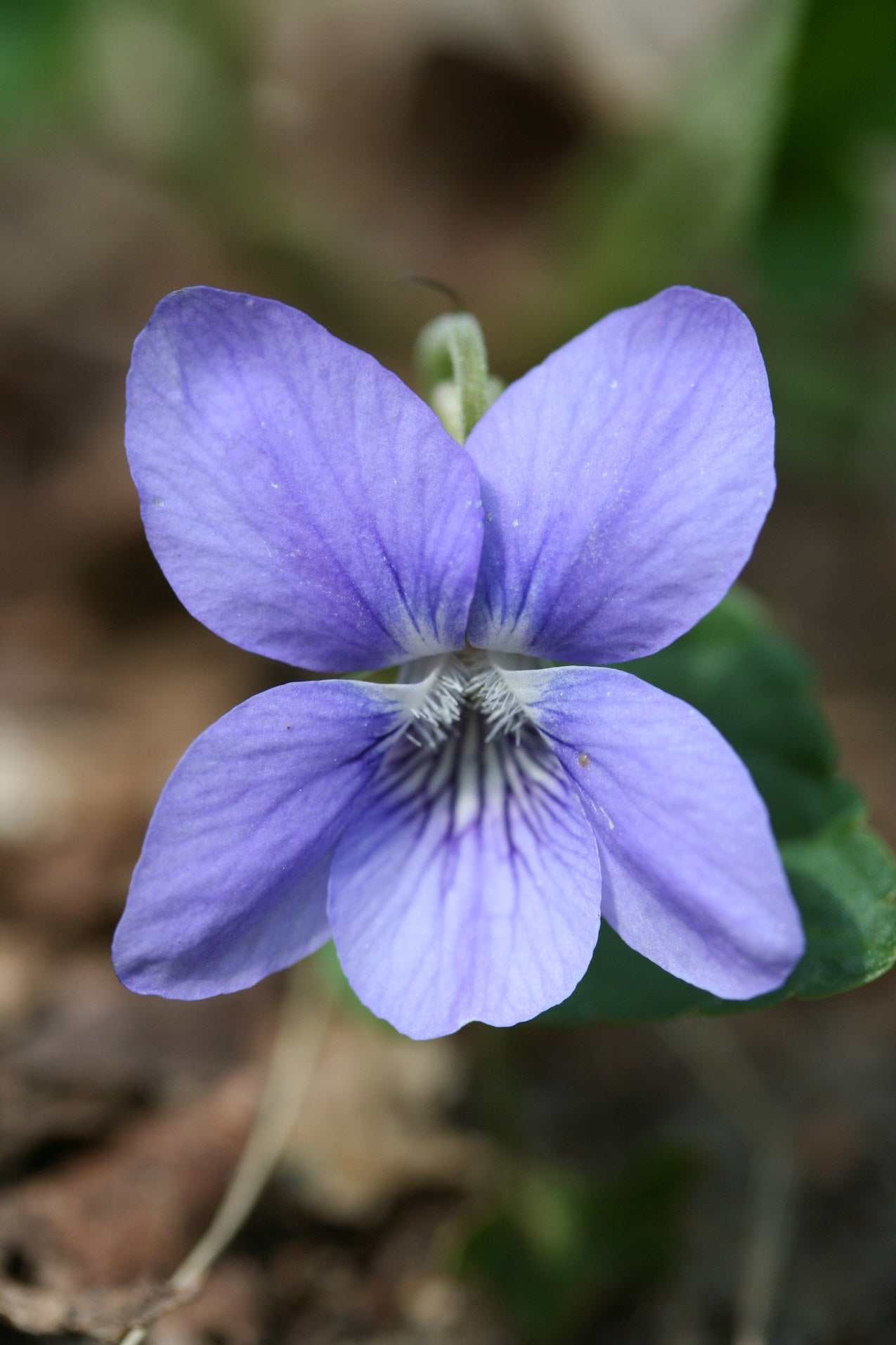 Veilchen Blumensamen zur Aussaat robust Sorte Traditionssorte & ohne Gentechnik Samen Hausgarten