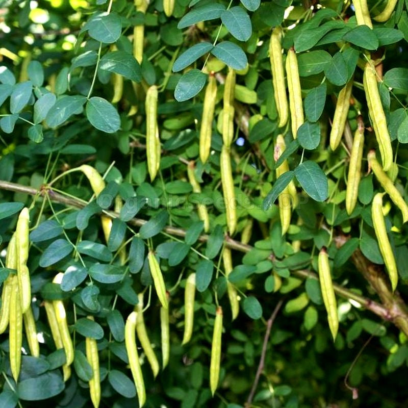 Caragana Arborescens Samen zum Pflanzen - Green Tree Variety