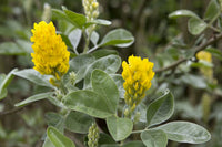 Argyrocytisus Blumensamen zur Aussaat kompakt Wuchs Traditionssorte & ohne Gentechnik Samen Hausgarten