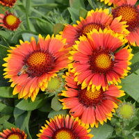 Gelb Rot Arizona Blumensamen zur Aussaat kompakt Wuchs Traditionssorte & ohne Gentechnik Samen Hausgarten