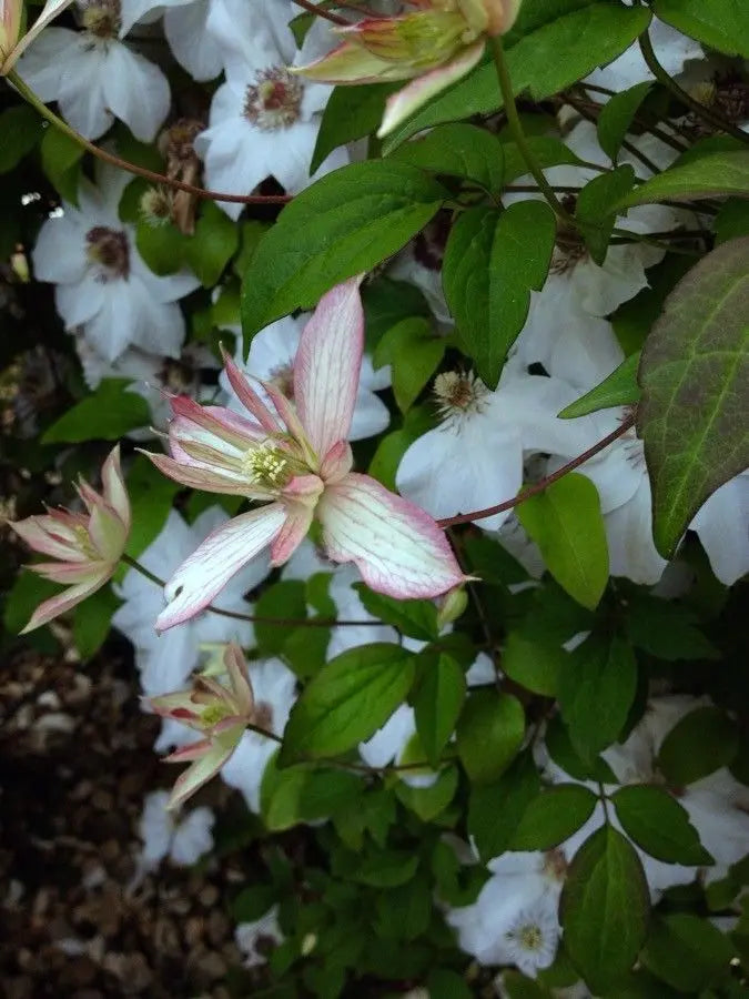 Waldrebe Montana Blumensamen zur Aussaat Bestäuber freundlich Traditionssorte & ohne Gentechnik Samen Hausgarten