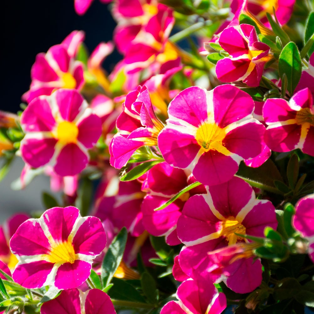 Gemischt Calibrachoa Blumensamen zur Aussaat ideal Rabatten Traditionssorte & ohne Gentechnik Samen Hausgarten