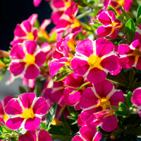 Gemischt Calibrachoa Blumensamen zur Aussaat ideal Rabatten Traditionssorte & ohne Gentechnik Samen Hausgarten