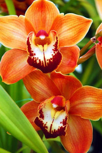 Schmetterlingsorchidee Orchidee Blumensamen zur Aussaat farbenfroh Schau Traditionssorte & ohne Gentechnik Samen Hausgarten
