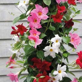Multicolored (multicolored mandevilla) samen for anpflanzung in home garten