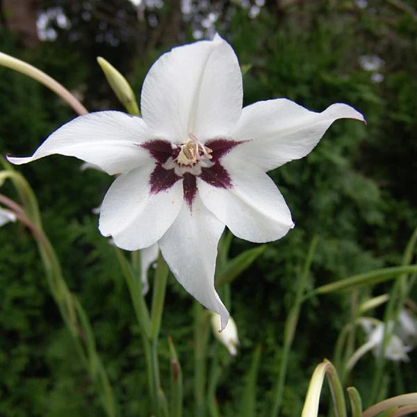 Acidanthera Blumensamen zur Aussaat duftend Blüten Traditionssorte & ohne Gentechnik Samen Hausgarten
