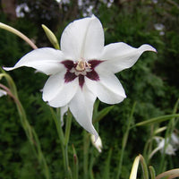 Acidanthera Blumensamen zur Aussaat duftend Blüten Traditionssorte & ohne Gentechnik Samen Hausgarten