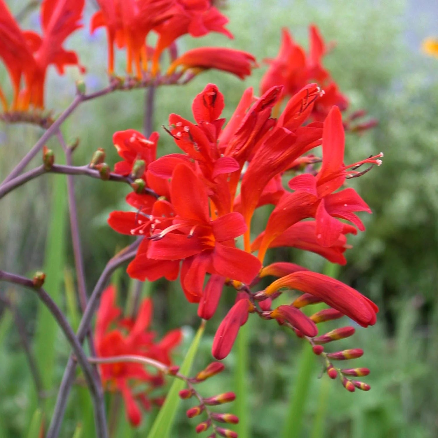 Crocosmia Lucifer Blumensamen zur Aussaat ideal Rabatten Traditionssorte & ohne Gentechnik Samen Hausgarten