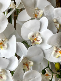 Schmetterlingsorchidee Orchids Blumensamen zur Aussaat saisonal Dauerblüher Traditionssorte & ohne Gentechnik Samen Hausgarten