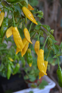 Hell Gelb Chili Gemüse Samen zum Pflanzen
