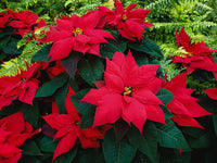 Rot Weiß Weihnachtsstern Blumensamen zur Aussaat pflegeleicht Traditionssorte & ohne Gentechnik Samen Hausgarten