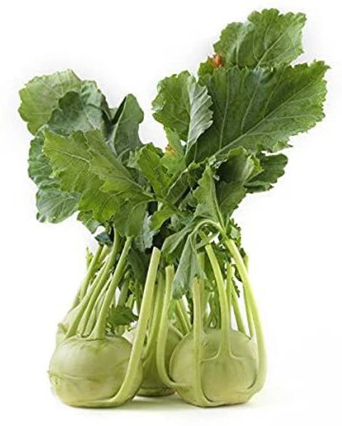 Weiß Kohlrabi Gemüsesamen for Garden Planting
