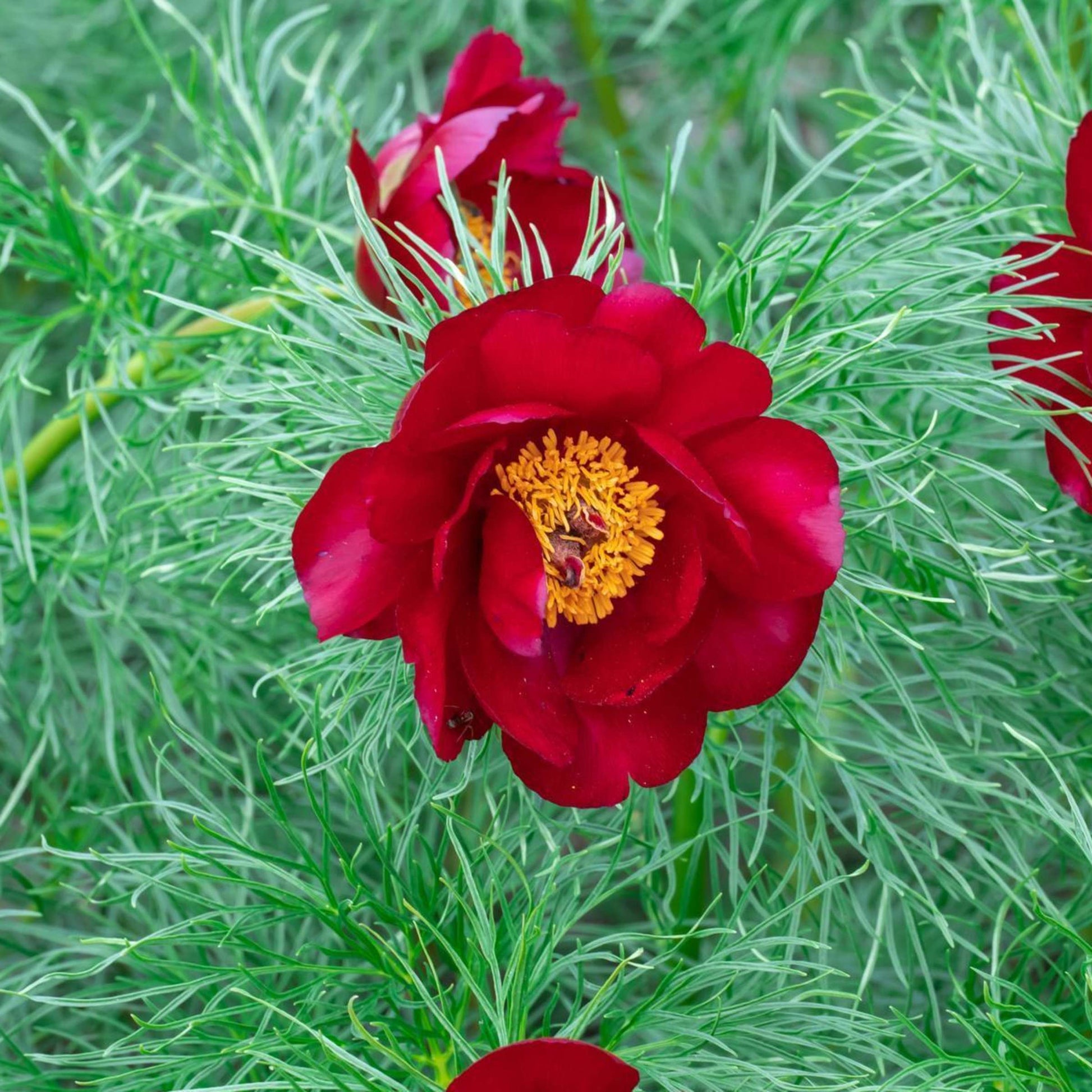 Fern Leaf Pfingstrose Rosa Samen zur Aussaat – elegant mehrjährige Blüten