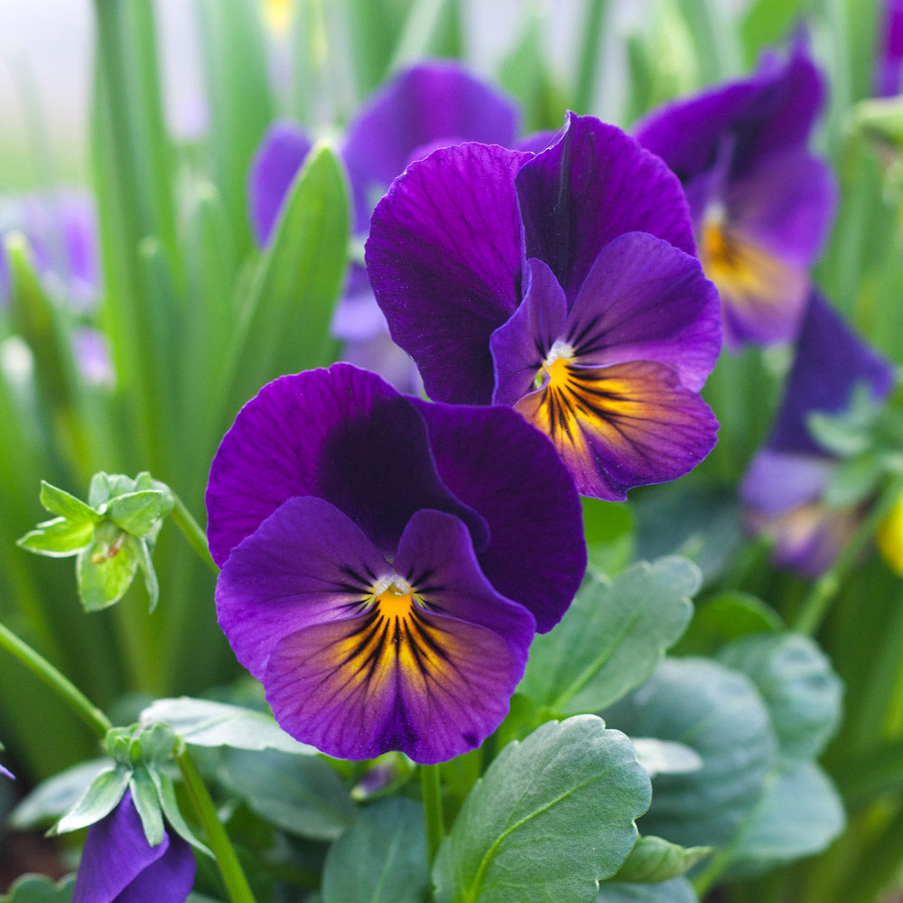 Lila Veilchen Blumensamen zur Aussaat – saisonal Dauerblüher – Traditionssorte & ohne Gentechnik Samen Hausgarten