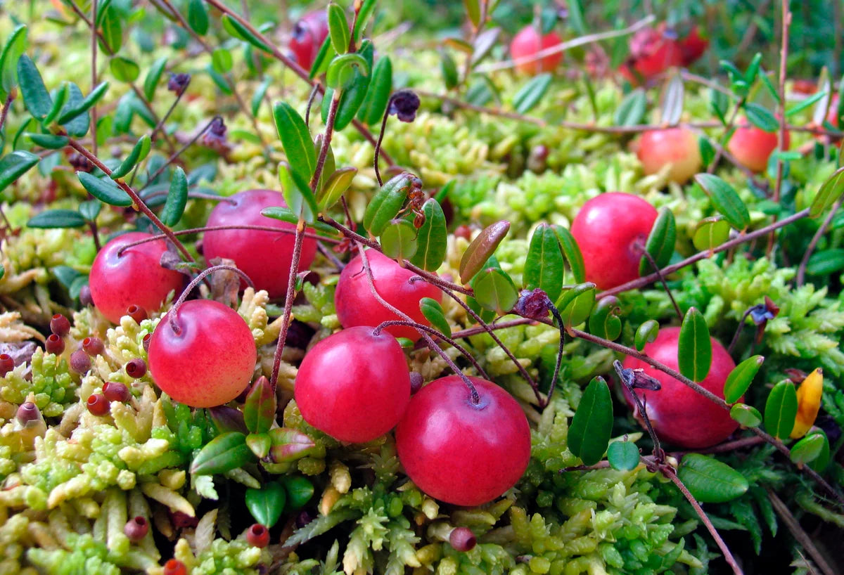 Preiselbeere Fruchtsamen für einfaches Anpflanzen