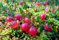 Preiselbeere Fruchtsamen für einfaches Anpflanzen