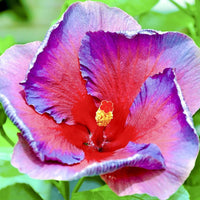 Lila Rainbow Hibiskus Blumensamen zur Aussaat – Add exotisch Flair Garten farbenfroh Hibiskus Blumen