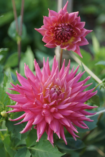 Gemischt Jupiter Blume Samen zur Aussaat