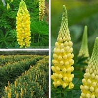Gelb Lupine Blumensamen zur Aussaat robust Sorte Traditionssorte & ohne Gentechnik Samen Hausgarten