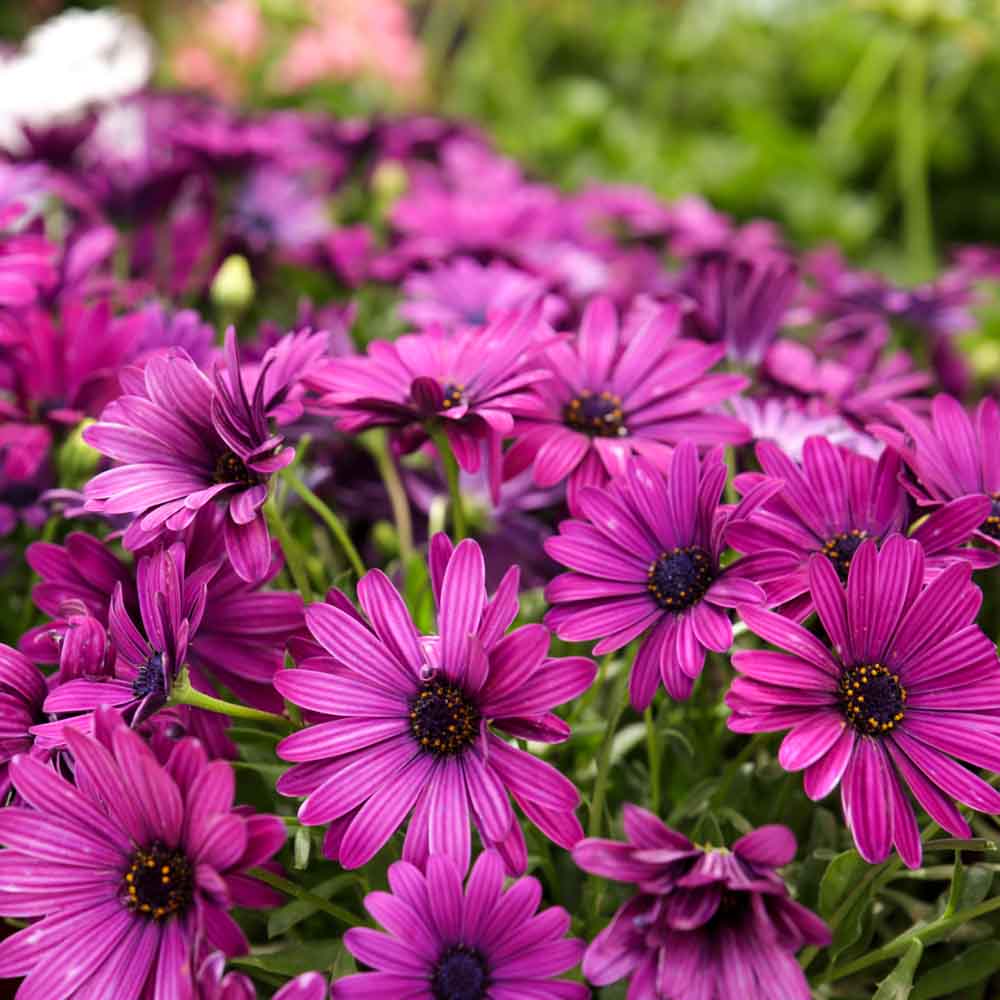 Lila Sonnenblume Blumensamen zur Aussaat – Wildblume Mischung – Traditionssorte & ohne Gentechnik Samen Hausgarten