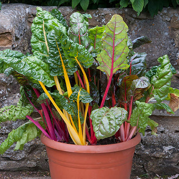 Mixed Swiss Gemüsesamen for Your Garden